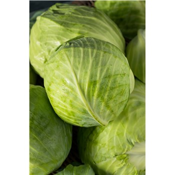 Cabbage Green - Organic