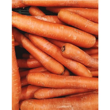 Carrot - Premium