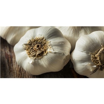 Garlic Russian Cloves