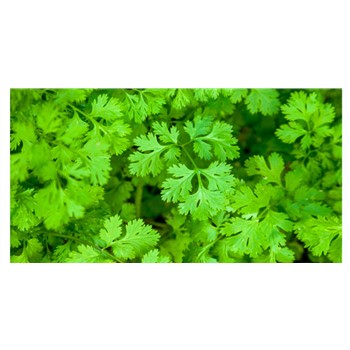 Coriander Organic Bunch