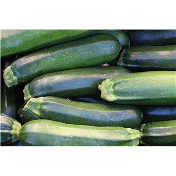 Zucchini