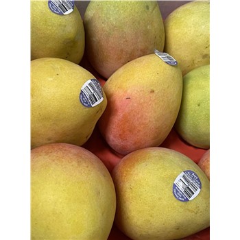 Mango Kensington Pride ea - Organic