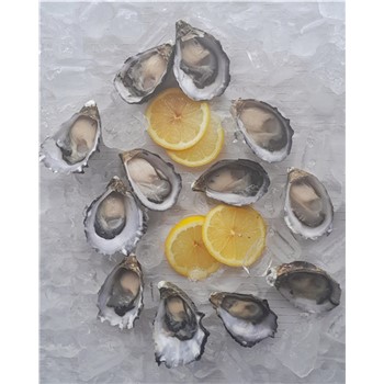 Oysters Pacific Dozen 