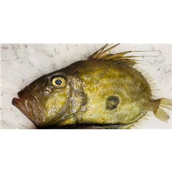 John dory whole NZ