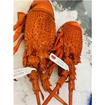 Lobster NSW -  fresh cooked whole