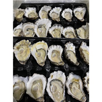 Oysters Rock Medium Dozen