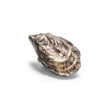 Oysters Sydney Rock Unshucked Dozen