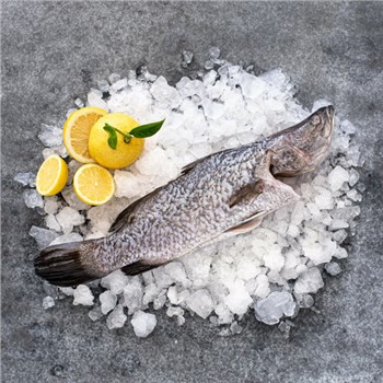 Infinity Blue Plate-Size Barramundi Cleaned 600-800g