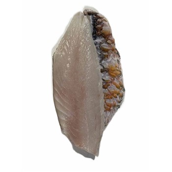 Parrotfish fillet QLD