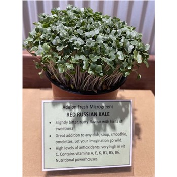 Microgreens - Red Russian Kale