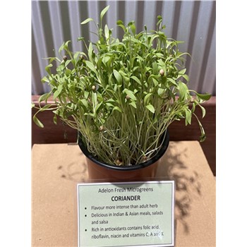 Microgreens - Coriander