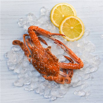 Cooked Blueswimmer Crabs, QLD ~250g each