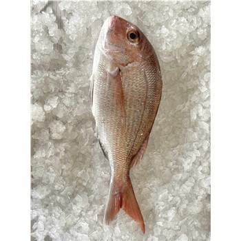 Pink snapper - Whole ~1.2-2kg NZ