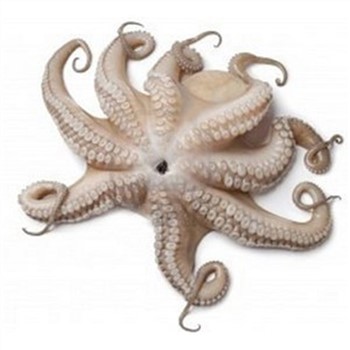 Octopus Whole Cleaned TAS ~300g each