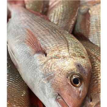 Pink snapper - whole large 1.5-4kg NZ