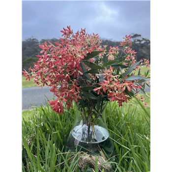 Christmas Bush Bunch